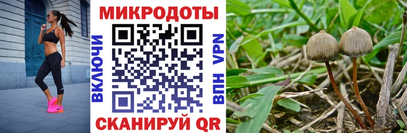 Псилоцибиновые грибы Psilocybine cubensis  Переславль-Залесский 